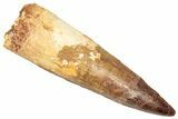 Fossil Spinosaurus Tooth - Real Dinosaur Tooth #357783-1